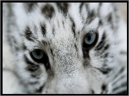 Oczy, Biały, Tygrys