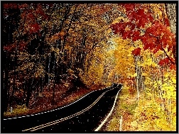 Droga, Kolorowe, Jesień, Liście