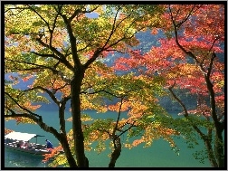 Japonia, Drzewa, Rzeka