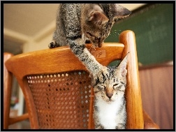 Krzesło, Dwa, Koty