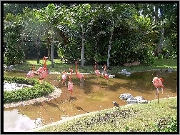 Flamingi, Park
