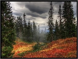 Jesień, Drzewa, Góry, Chmury