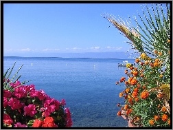 Kwiaty, Ohrid, Jezioro, Albania