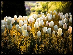 Tulipany, Kwiaty, Białe