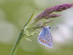 Motyl, Modraszek Ikar, Kwiat, Roślina