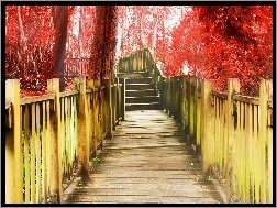 Drzewa, Most, Czerwone