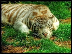 Trawa, Śpiący, Tygrys