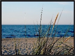 Liście, Plaża, Trzcina
