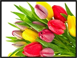 Rosy, Tulipany, Kolorowe, Krople