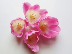 Pręciki, Różowe, Tulipany