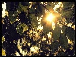 Drzew, Słońce, Liście