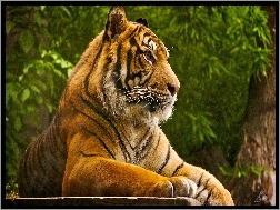 Odpoczynek, Tygrys, Drzewa