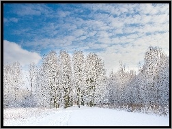 Zima, Śnieg, Drzewa, Niebo