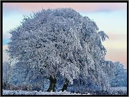 Zima, Ośnieżone, Pola, Drzewa