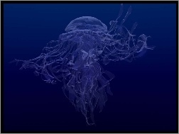 meduza, 3D, Wektorowa