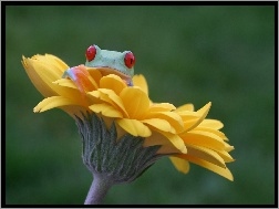 Żabka, Kwiatek
