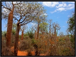Afryka, Zarośla, Kolczaste, Las, Madagaskar