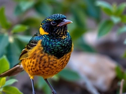 Kolorowy, Ptak, Grafika AI