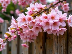 Płot, Gałązka, Kwiaty, Drzewo owocowe, Różowe, Grafika AI