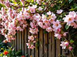 Płot, Gałązki, Kwiaty, Drzewo owocowe, Różowe, Grafika AI