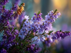 Kwiaty, Wrzosiec, Grafika AI