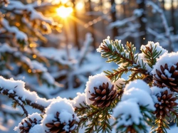 Zachód słońca, Ośnieżona, Szyszki, Las, Gałąź, Grafika AI