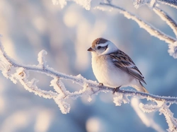 Ptak, Gałązka, Ośnieżona, AI