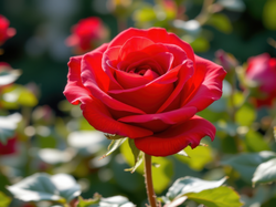 Róża, Czerwona, Liście, AI