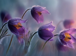 Sasanki, Fioletowe, Grafika AI