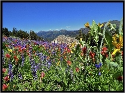 Łąka, Kwiaty, Kalifornia, Sierra Nevada, Góry