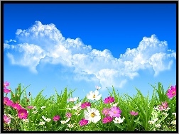 Chmury, Łąka, Kwiaty