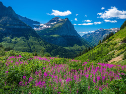 Kwiaty, Montana, Łąka, Góry Skaliste, Park Narodowy Glacier, Stany Zjednoczone, Drzewa
