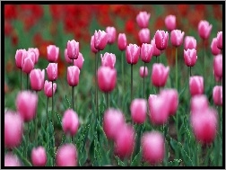 Tulipany, Łąka, Różowe