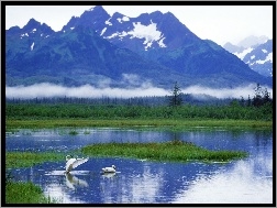 Alaska, Jezioro, Góry, Łabędzie