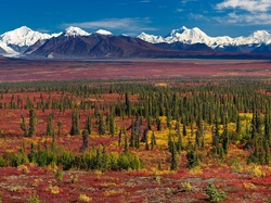 Alaska, Równina, Góry, Świerki