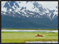 Alaska, Niedźwiedź