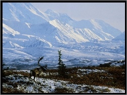 Alaska, Góry, Ośnieżone, Renifer, Zima