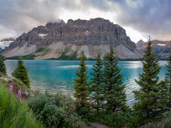 Alberta, Jezioro, Park Narodowy Banff, Góry, Góra Crowfoot Mountain, Kwiaty, Trawa, Świerki, Bow Lake, Kanada, Drzewa