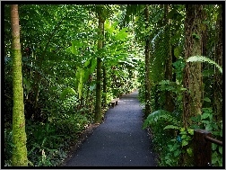 Aleja, Tropikalny, Hawaje, Ogród Botaniczny