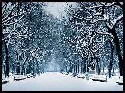 Alejka, Śnieg, Zima, Drzewa
