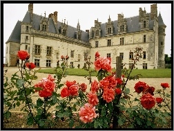 Amboise. Francja, Róże, Ogród, Zamek
