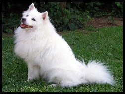 American Eskimo Dog, Biały, Piesek
