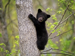 Niedźwiadek amerykański, Drzewo, Las, Niedźwiedź czarny, Młody, Baribal