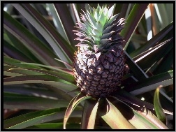 Ananas, Pióropusz