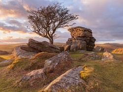Kamienie, Hrabstwo Devon, Park Narodowy Dartmoor, Skały, Drzewo, Anglia