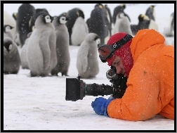 aparat, fotograf, Pingwiny, śnieg