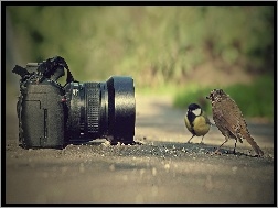 Ptaki, Aparat, Fotograficzny