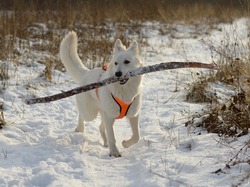 Pies, Aport, Kij, Biały owczarek szwajcarski, Zima, Śnieg