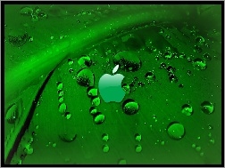 Apple, Rosa, Liść, Zielony, Logo