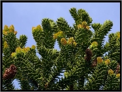 Araucaria